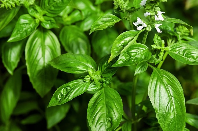 स्वीट तुलसी (Sweet Basil)